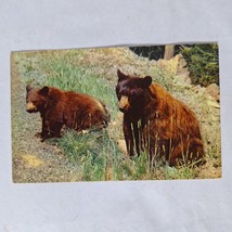 Postcard American Black Bears In Grass Chrome Unposted - £5.51 GBP