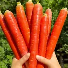 Red Fruit Carrot Seeds Sweet and Juicy Heirloom Variety for Home Gardens... - $4.50