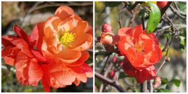 Chojuraku Orange Flowering Quince - DORMANT - $69.99