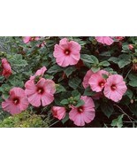 BRN Hibiscus Disco Belle Rosy Pink Hybrid 50 Hibiscus Seeds Perennial Se... - $72.84 CAD