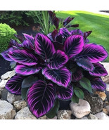 PPA 25+ Seeds Purple Tip Calathea Couture Flower Indoor Or Outdoor Beaut... - $133.17 MXN
