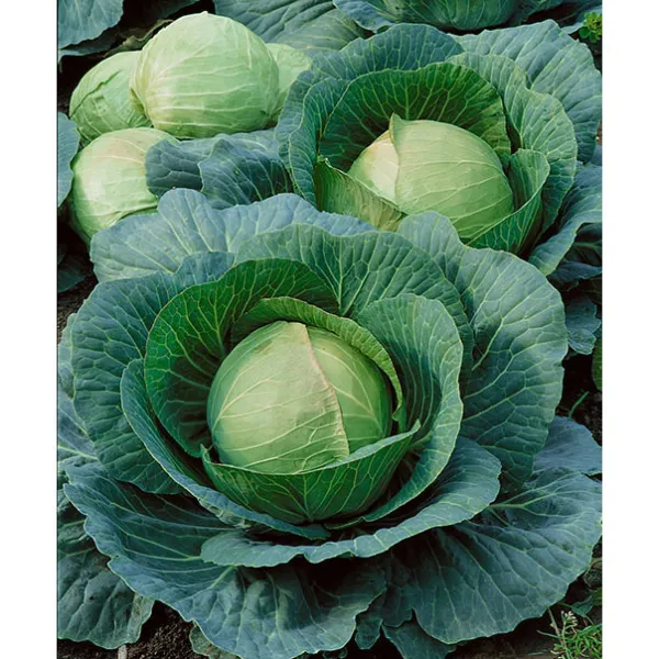 250 Danish Ballhead Cabbage Seeds Non Gmo Harvest Garden Fresh - $5.86