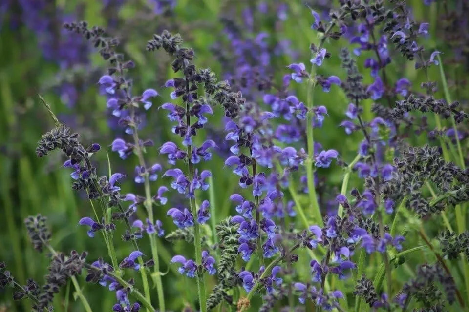 Blue Sage Salvia Farinacea Herb Non Gmo Perennial 100 Seeds - £7.45 GBP