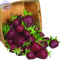 Heirloom Purple Wonder Strawberry Seeds, 100 seeds, professional , Non-gmo extra - £5.39 GBP