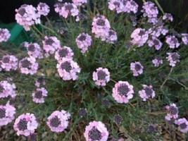 THJAR 50 Aethionema Persian Rock Cress / Evergreen Perennial Flower Seeds - $6.74