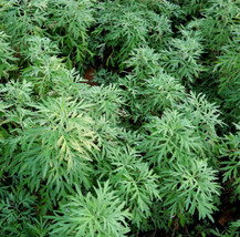 LimaJa Sweet Wormwood Herb 500 Seeds Sweet Annie Sagewort USA SELLER - £4.72 GBP