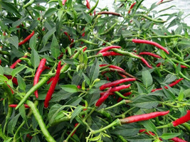 Thai Hot chili pepper Red 15 - 1000 Seeds Heirloom Spicy Asian Cuisine Bangkok - £1.48 GBP+