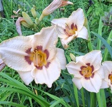 MBK Hemerocallis Gay Cravat Daylily One Mature Fan Bareroot Live Starter... - $238.20 MXN