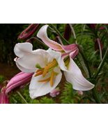 5 Royal Lily {Lilium regale} Pre-Stratified Viable seeds Free Shipping! - £5.83 GBP