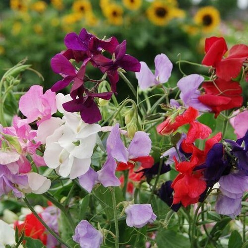 Sweet Pea Royal Family Mixed Colors Vine 50 Seeds - $6.94 Sweet Pea Royal Family Mixed Colors Vine 50 Seeds - $6.94
