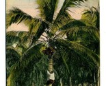 Native Climbing A Cocoanut Tree Postcard Jamaica BWI Duperly &amp; Sons King... - $11.88