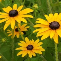 300+Prairie Sage Flower Seeds White Sagebrush Perennial Native Wildflower Smudge - $7.50