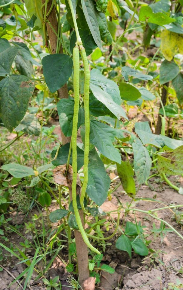 Primary image for 20 Seeds Yard Long Bean Asian Chinese From USA