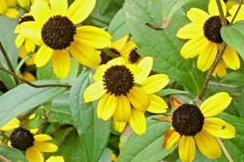 Septh 50 Perennial Black Eyed Susan Seeds - Rudbeckia Fulgida - $6.40