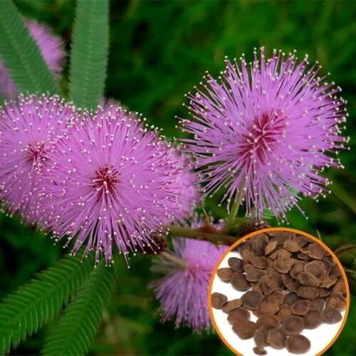 25 Sensitive Plant Seeds Mimosa Pudica Touch-Me-Not Shame Plant Garden - £8.77 GBP