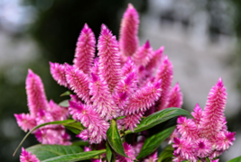 100 Pc Seeds Pink Wheat Celosia Plant, Celosia Flower Seeds for Planting | RK - $18.90