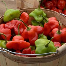 Pepper Pepper Mad Hatter 25 Chili Pepper Hot Pepper Garden Fresh Seeds USA Selle - $16.64