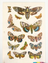 Vintage Polish Made in Poland Sticker Decal Sheet Butterflies butterfly ... - $9.99