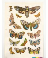Vintage Polish Made in Poland Sticker Decal Sheet Butterflies butterfly ... - $183.52 MXN