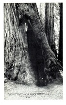 B-53 Big Redwood Tree 52 in wide Muir Woods Monument California RPPC Postcard - £11.70 GBP