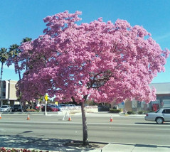 Tabebuia heterophylla, pink trumpet tree exotic flowering white cedar 50 seeds - $12.99