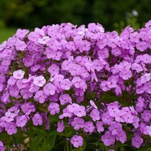 100 Fashionably Early Princess Phlox Seeds for Garden USA  - £9.21 GBP