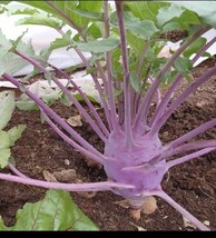 THJAR Early Purple Vienna Kohlrabi 150 Seeds Creamy Tender &amp; Mild Heirloom - $49.54 MXN