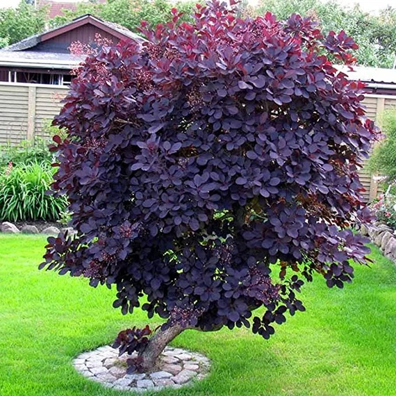 PURPLE SMOKE tree 4" pot image 3