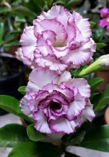 4 Pcs PURPLE WHITE Desert Rose Adenium Obesum Seeds US SELLER - $10.98