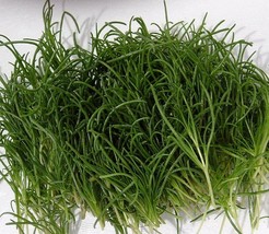 50 Pcs Salsola komarovii Seeds #MNHG - £9.90 GBP