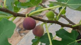 RD 100+ Little Ruby Fig Seeds for Garden Planting  - $5.15