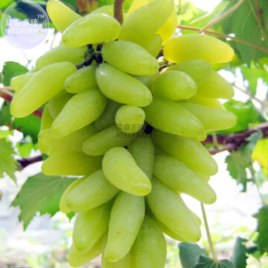 Golden Green Sweet Grape Organic Seeds,15 Seeds  - £3.92 GBP