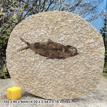 Knightia alta fish fossil - eocene period, usa - £29.99 GBP