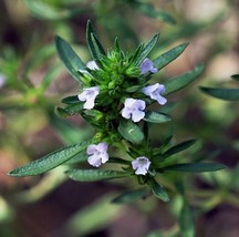 50 Of Summer Savory Herb - Flower Seeds - RE-SEEDING Annual - Sarureja Horrensis - £7.86 GBP