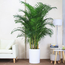 5Pcs Chrysalidocarpus Lutescens Seeds Home Decoration Areca Palm seeds Indoor Pl - £3.26 GBP