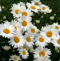 20 Shasta Daisy Chrysanthemum Perennial Heirloom Flower Non-Gmo Seeds Ga... - $111.37 MXN
