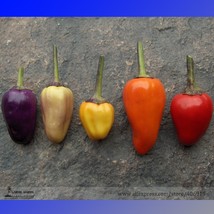 Heirloom Chinese Five Colour Little Hot Peppers Seeds, Professional Pack, 50 See - £3.56 GBP
