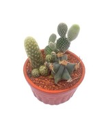 Cactus Garden, 3 Different Cacti in a 4 inch terracotta ceramic pot, Dis... - €31,84 EUR