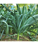 SML 50 Black Eyed Pea Seeds For Planting Bulk Seeds - €16,10 EUR
