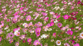 40 Pc Seeds Cosmos Sensation Flower, Annual Cosmos Seeds for Planting | RK - £15.34 GBP