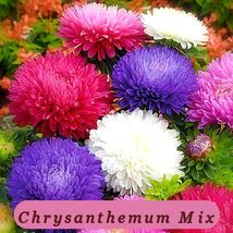 500+Powder Puff China Aster Seeds Rainbow Chrysanthemum Mix Cut Flowers Usa - $87.14 MXN