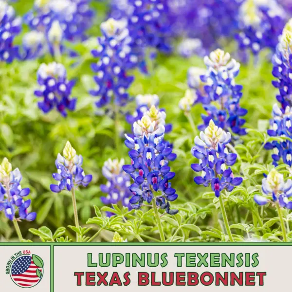 50 Texas Bluebonnet Seeds Lupinus Texensis Texas State Flower Genuine Usa Garden - £7.97 GBP