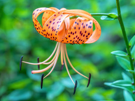 20 Columbian Tiger Lily Oregon Lilium Columbianum Orange Maroon Flower S... - £4.37 GBP