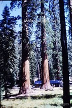 1966 Cabin thru The Giant Redwoods Yosemite Kodachrome 35mm Color Slide - £2.73 GBP