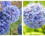 50 Seeds Blue garlic Garden - $34.93