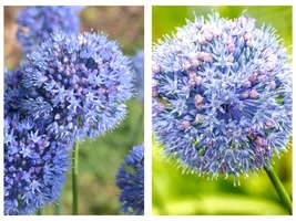 50 Seeds Blue garlic Garden - £27.48 GBP