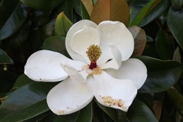 Magnolia Grandiflora Cold Hardy Form Southern Magnolia Fresh Seeds - £14.93 GBP