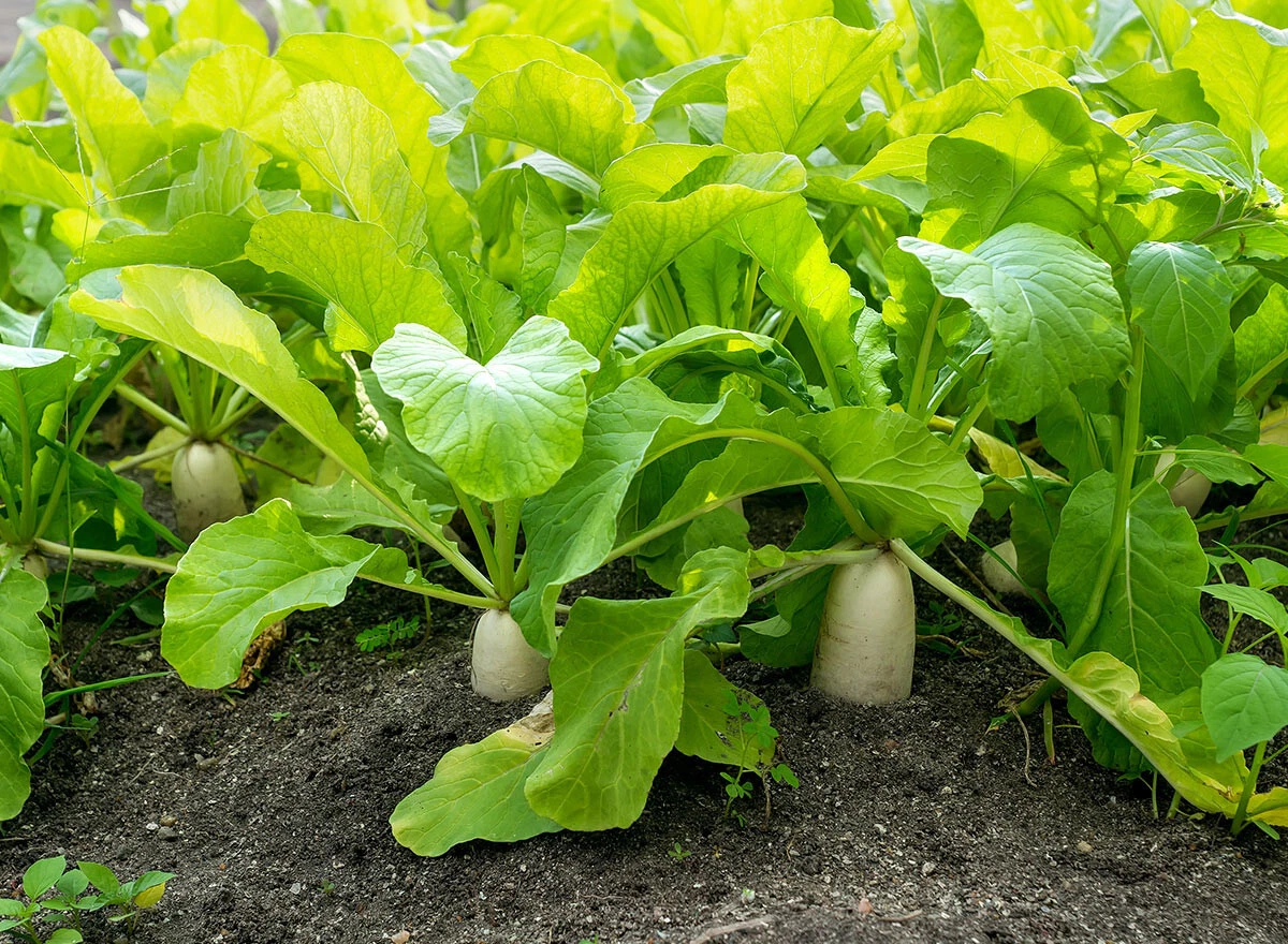 DAIKON RADISH SEEDS  JAPANESE white RADISH garden VEGETABLE - $6.99