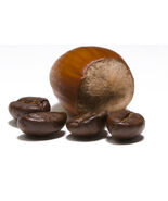 2026  1 Bag Flavored Hazelnut Creme Coffee - Fresh Roasted Coffee Beans ... - $13.81