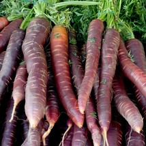 Cosmic Purple Carrot Seeds, Lycopene, NON-GMO, Variety Sizes, FREE SHIPPING - $1.67+